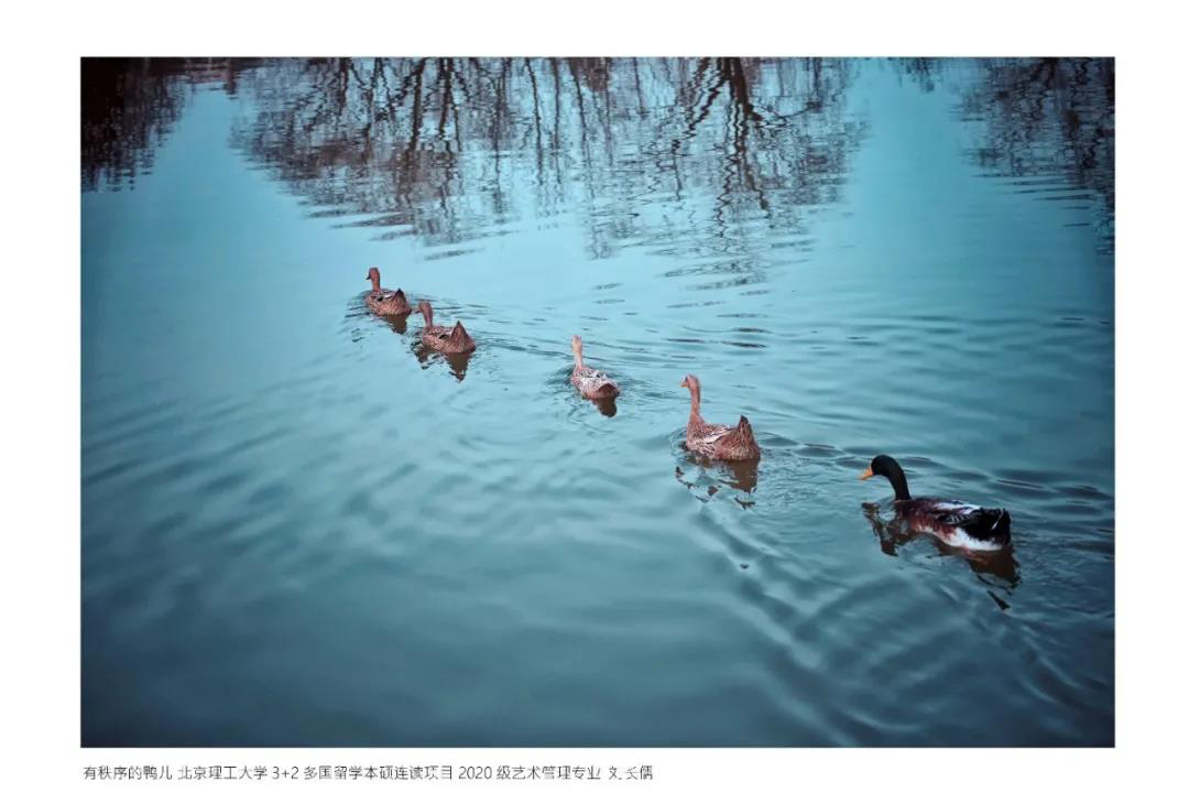 有序的鸭儿北理工多国留学本硕连读2020级国际艺术管理专业刘长儒